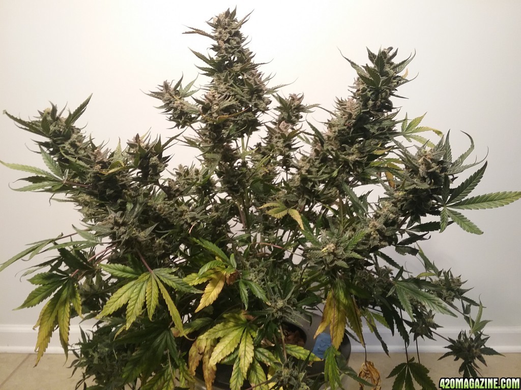 msc harvest day 80