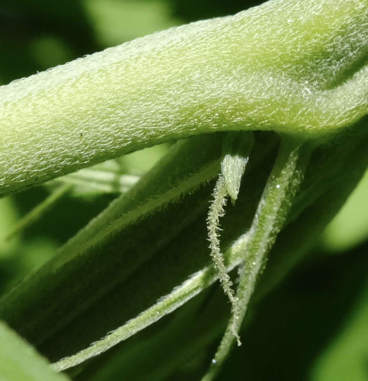 Mulanje HP - early pistils