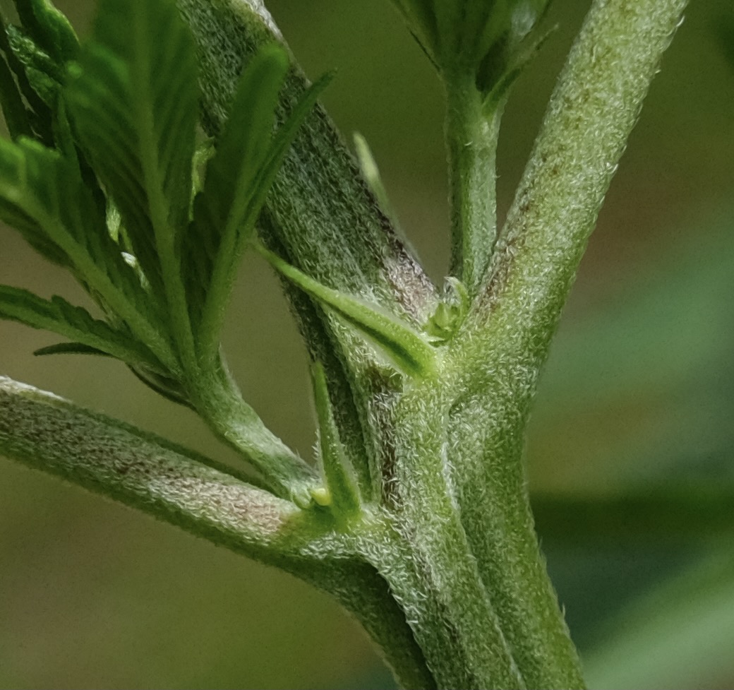 Mulanje male - node closeup