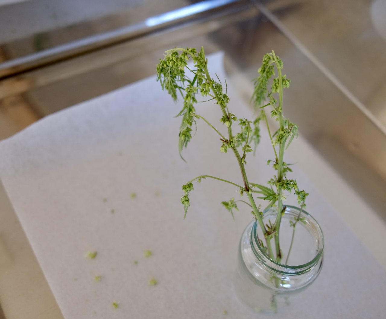 Mulanje male pollen bud stems with leaves removed over baking paper