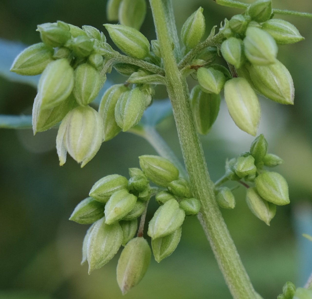 Mulanje male pollen buds