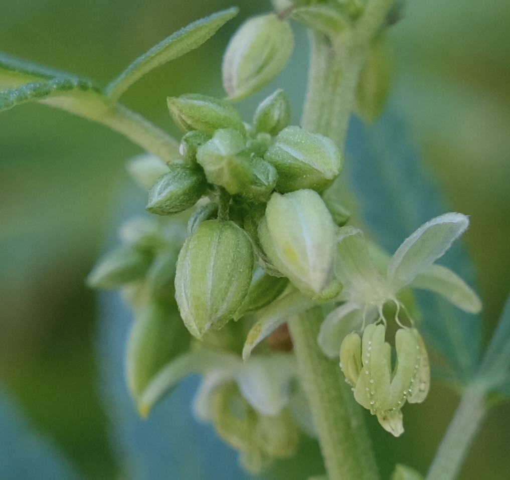 Mulanje male pollen buds