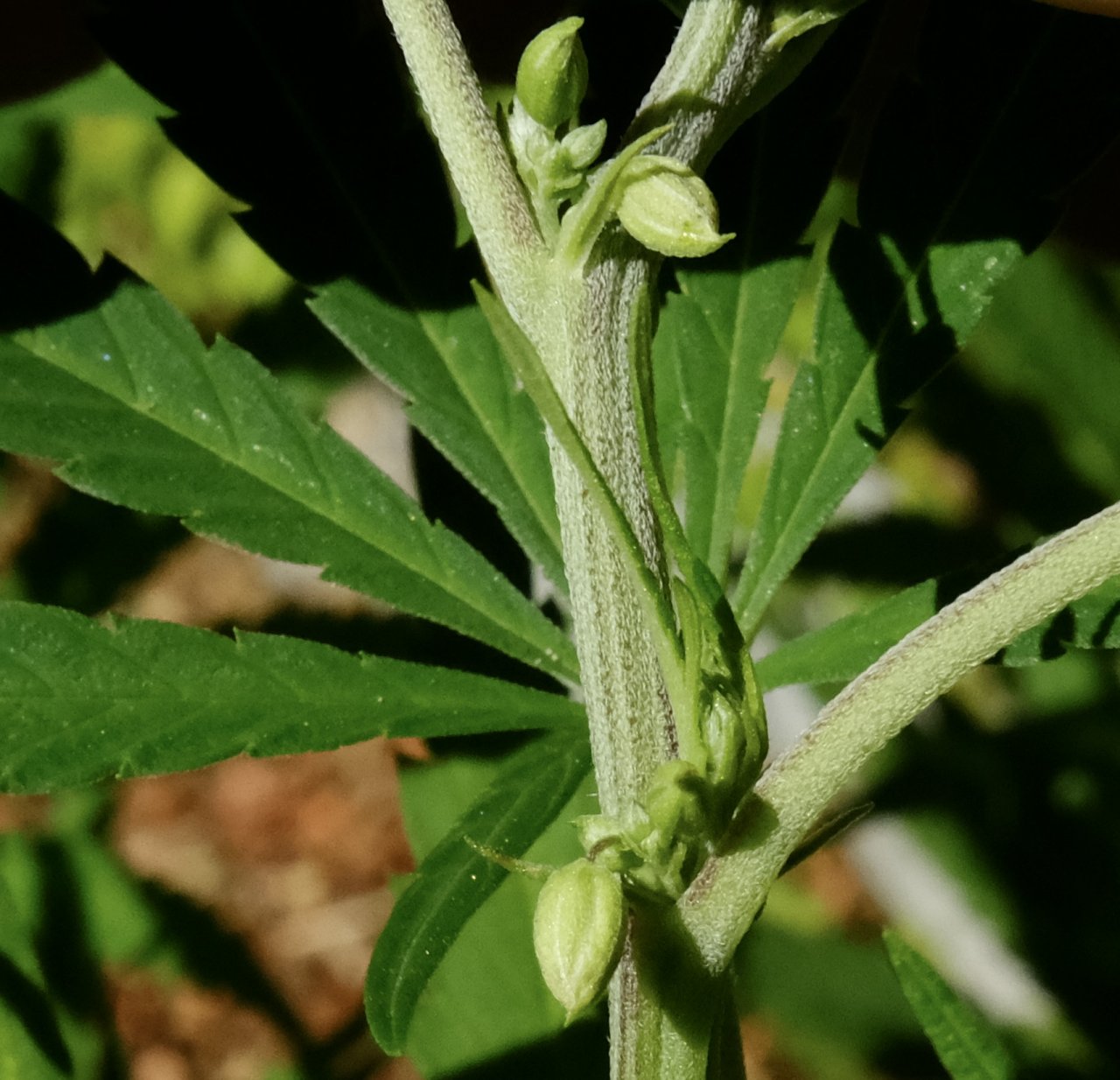 Mulanje male