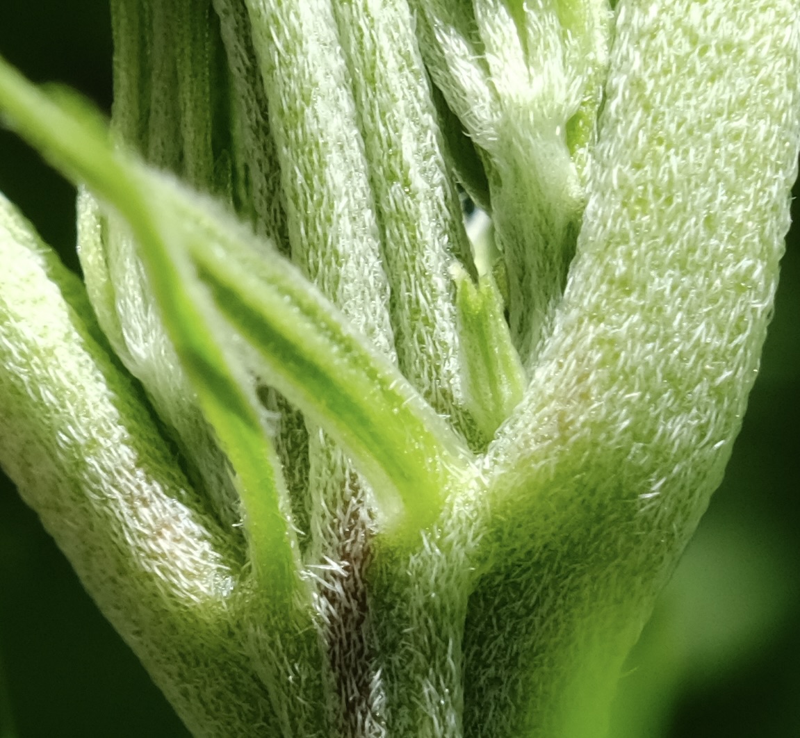 Mulanje ME - early beginnings of pistils