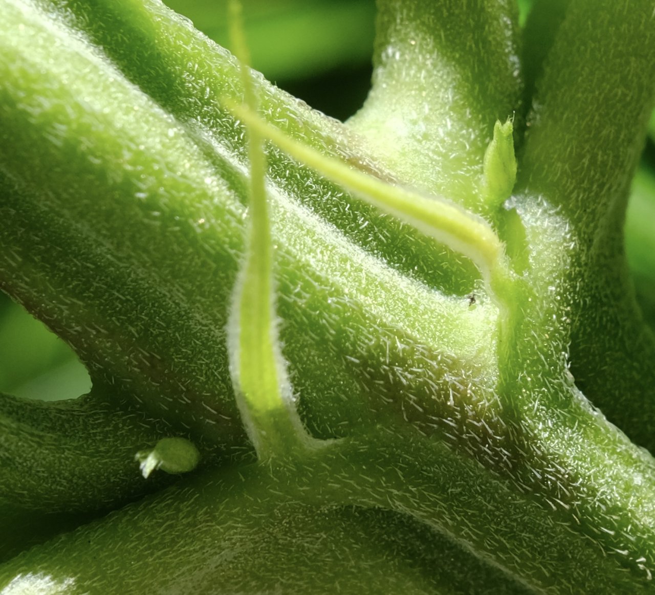 Mulanje ME - early beginnings of pistils