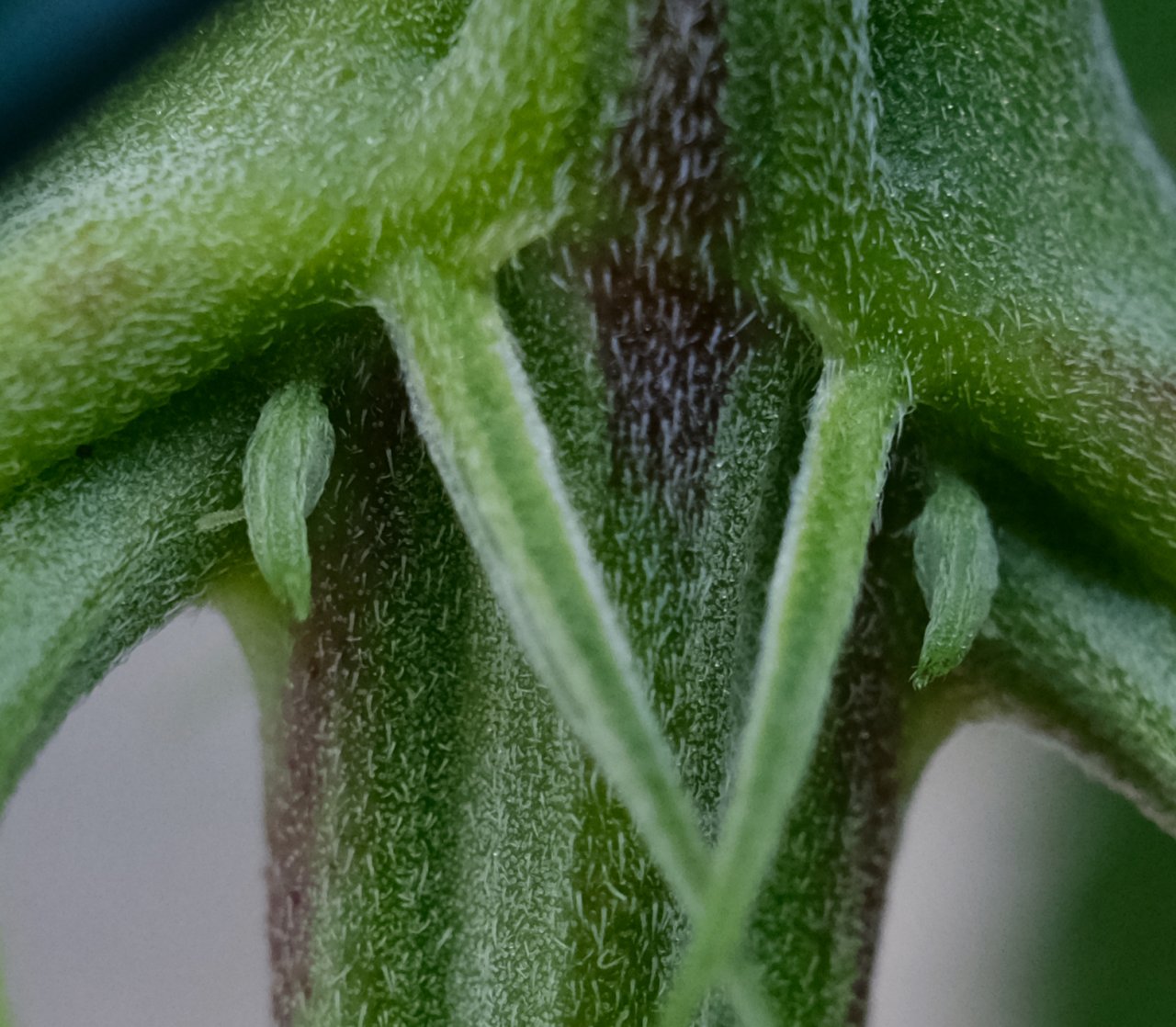 Mulanje ME pre-flowers showing erupting pistils