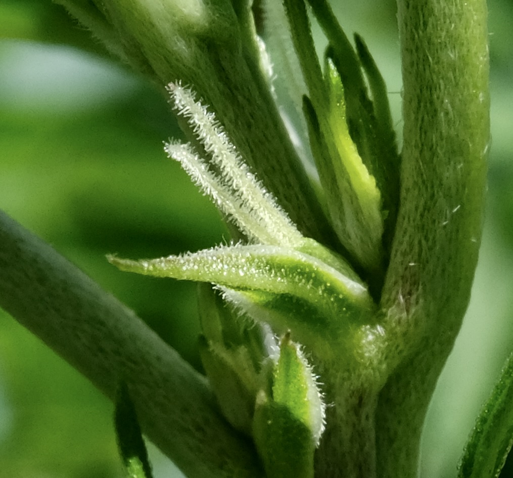 Mulanje Sherbert - early pistils