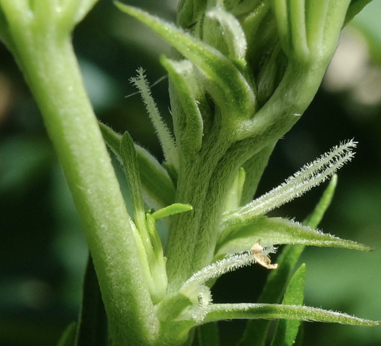 Mulanje Sherbert - early pistils