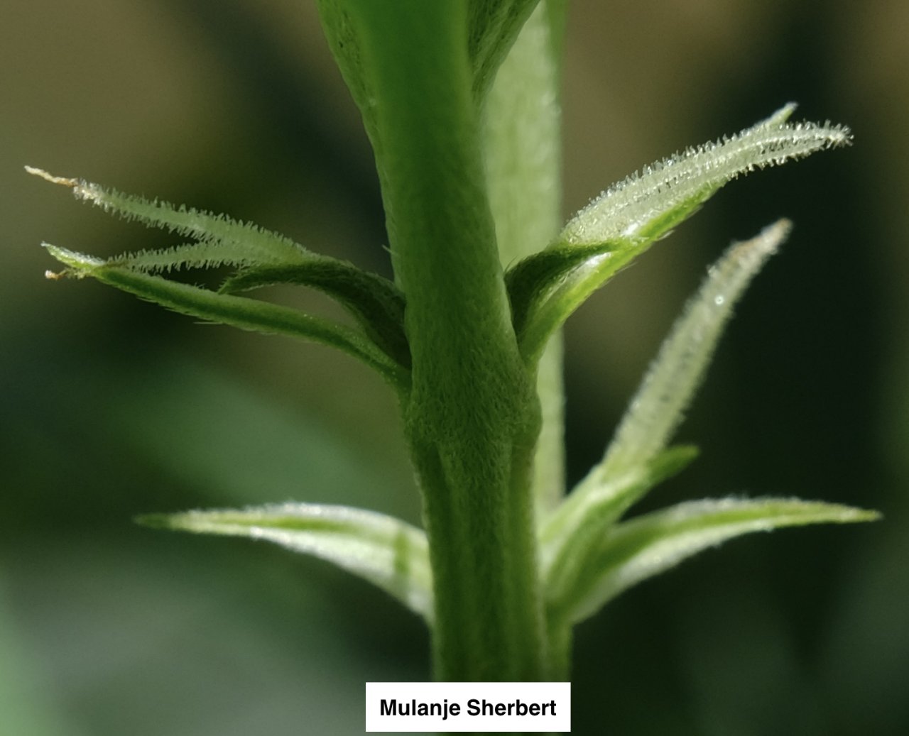 Mulanje Sherbert