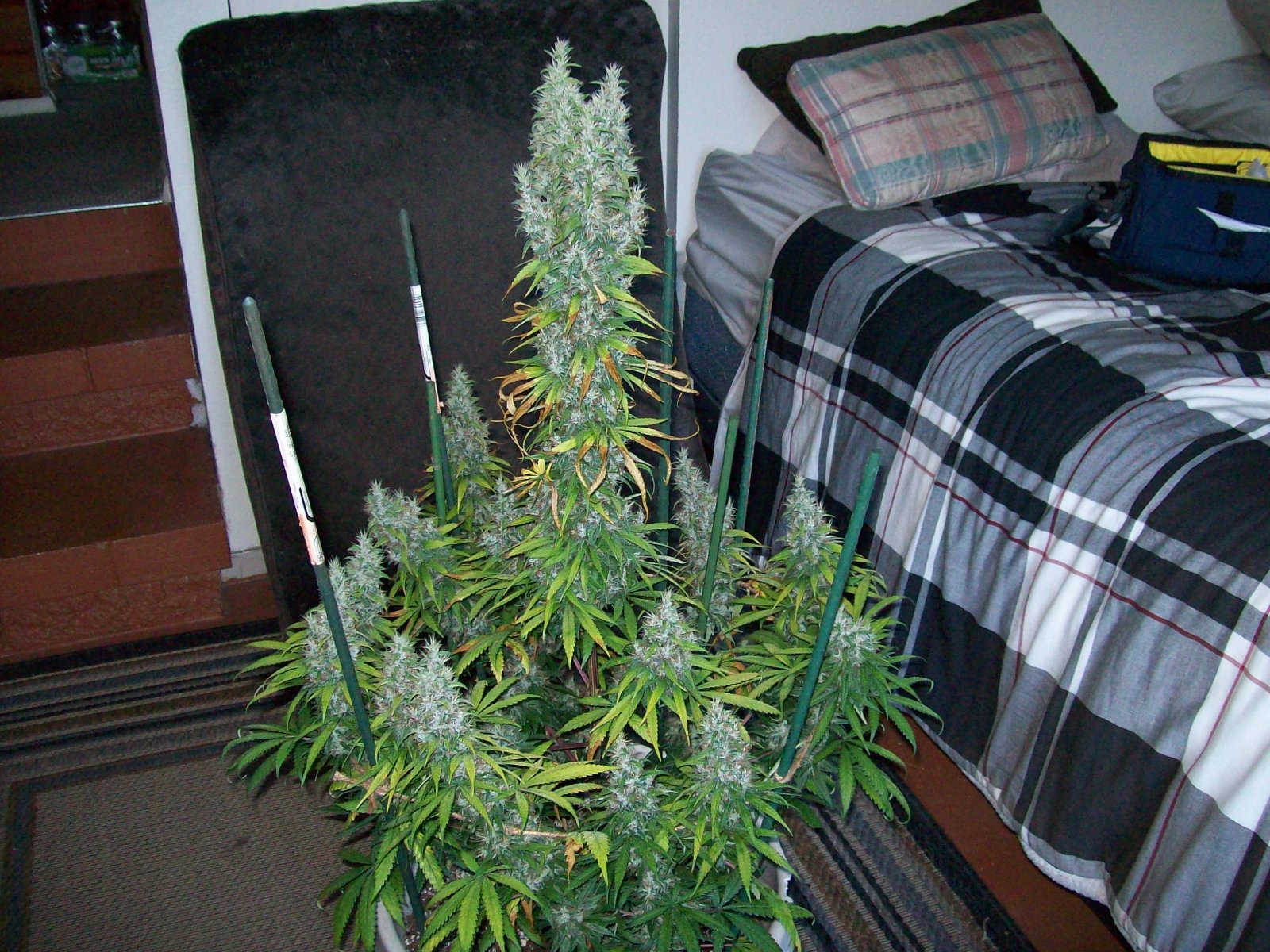 MULANJE X BIG SUR HOLY WEED 008.JPG