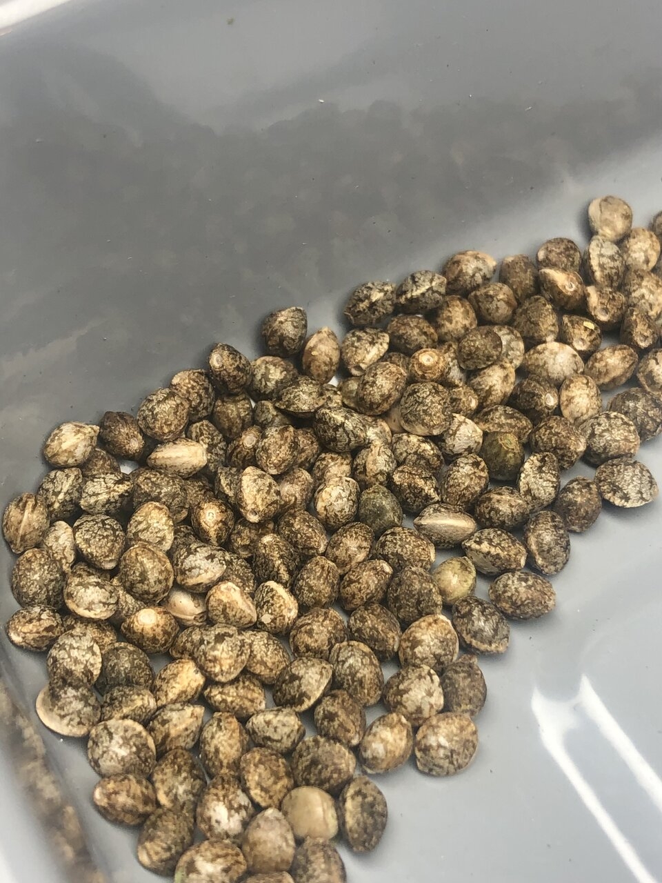 Mulanje x Swaziland seeds