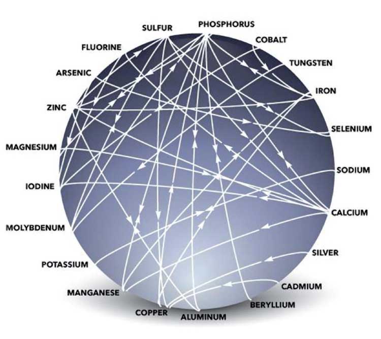 mulders-chart-positive-negative-plant-nutrient-interactions_2w.jpg