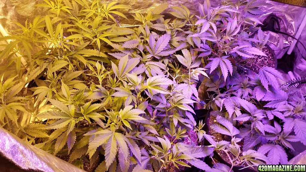 Multi strain L.E.D./HPS grow