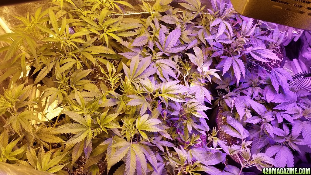 Multi strain L.E.D./HPS grow