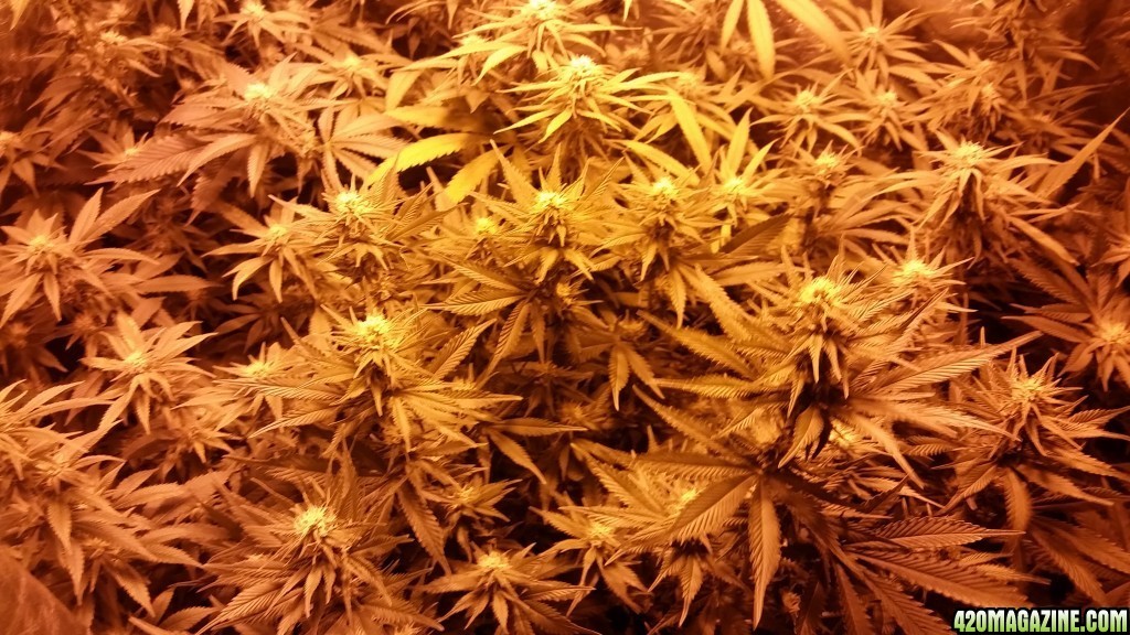 Multi strain L.E.D./HPS grow