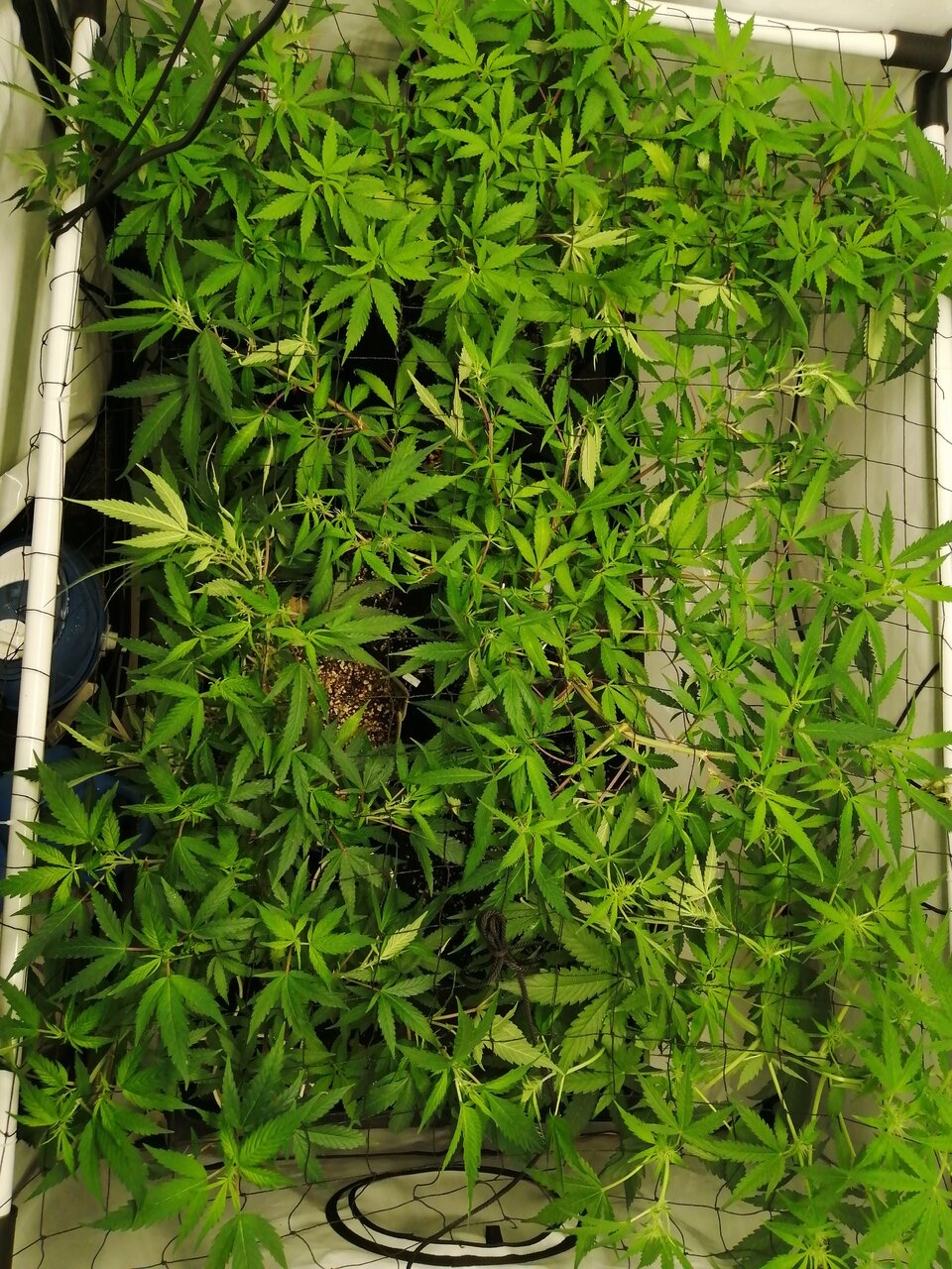 Multi Strain Scrog - Day 5 Of Flower