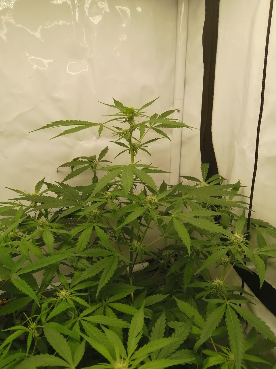 Multi Strain Scrog - Flower Day 10