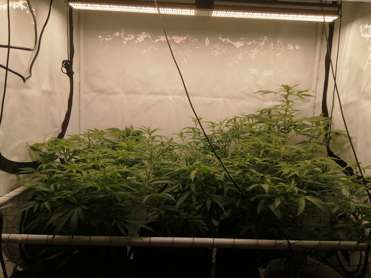 Multi Strain Scrog - Flower Day 10