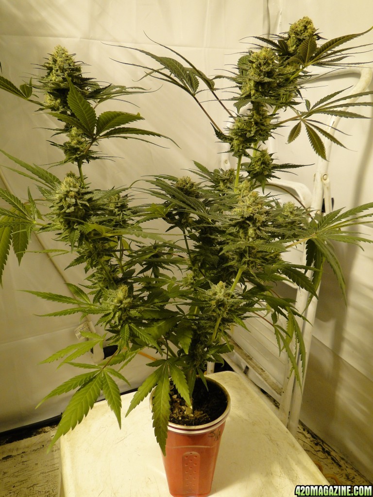 Multi-Strain Solo Cup Grow-Day 51 of Flowering-6/14/16