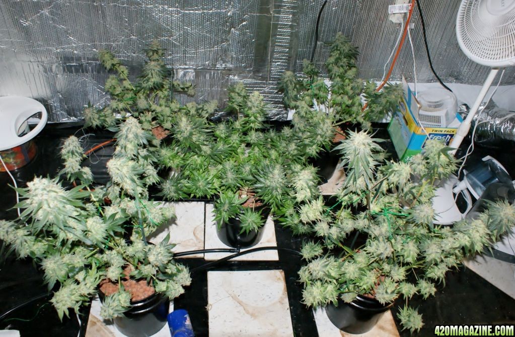 mums_harvest_day_60_flower