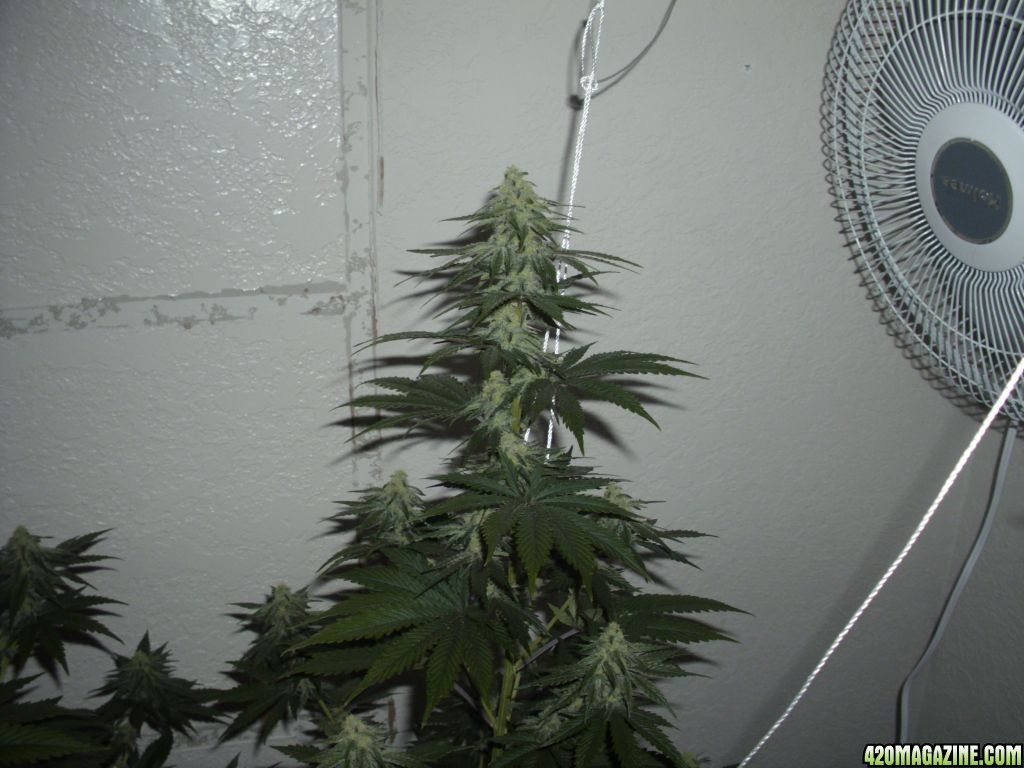 murdock day 35 flower