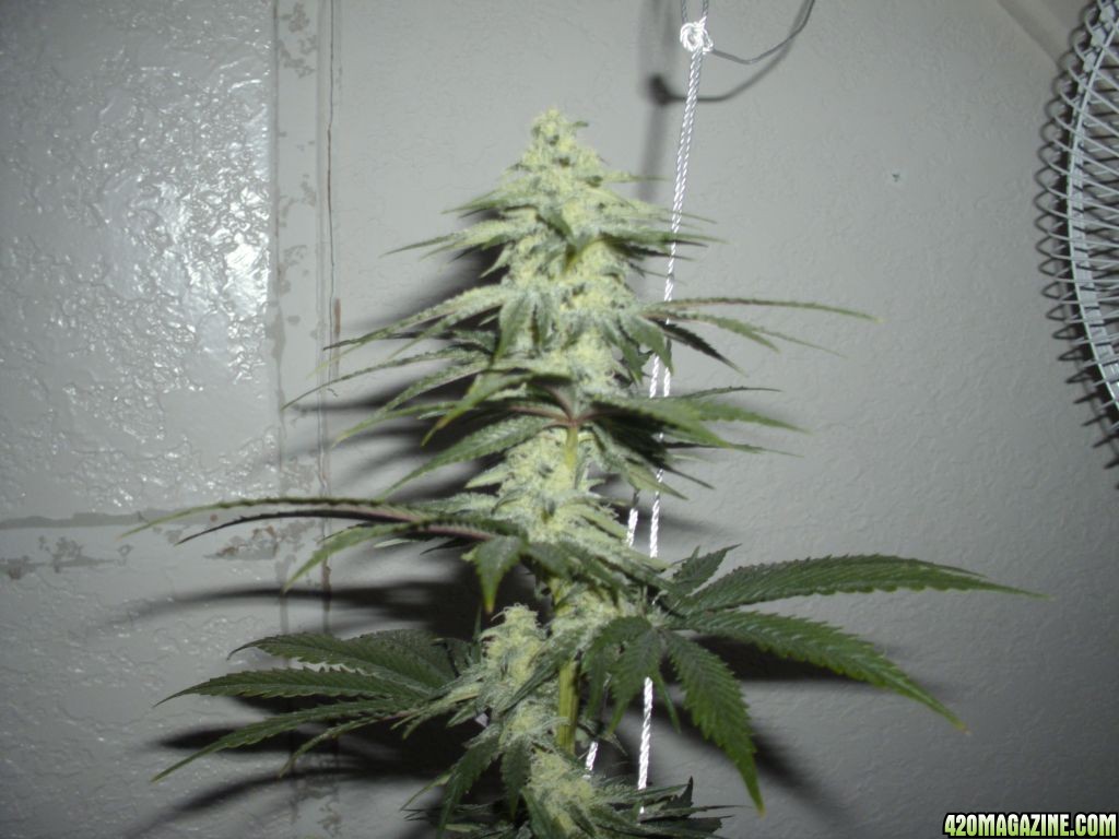 murdock day 35 flower