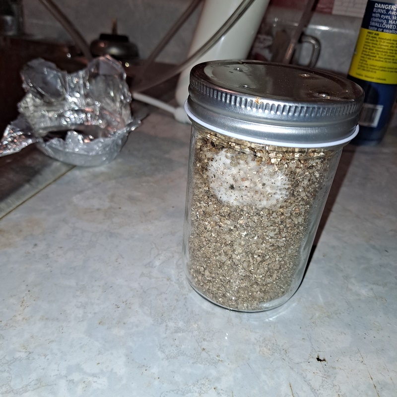 Mushroom jar 1A 10-03b.jpg