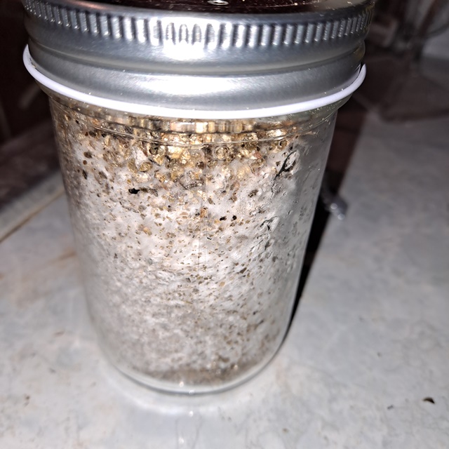 Mushroom jar A+ Albino 3A 22a.jpg