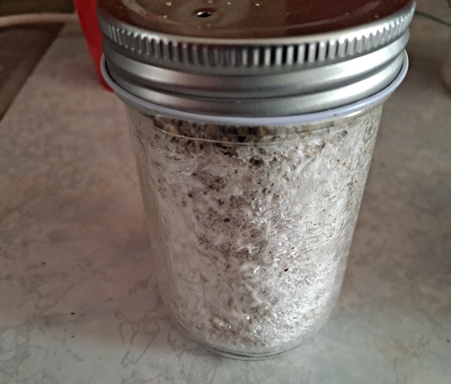 Mushroom jar A+ Albino 3A 24a.jpg