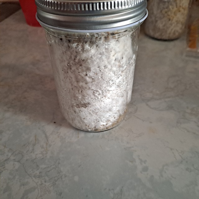 Mushroom jar A+ Albino 3A 24c.jpg