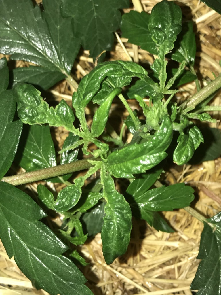 Mutated/ brown / torn leaves