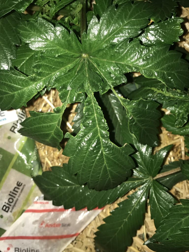 Mutated/ brown / torn leaves