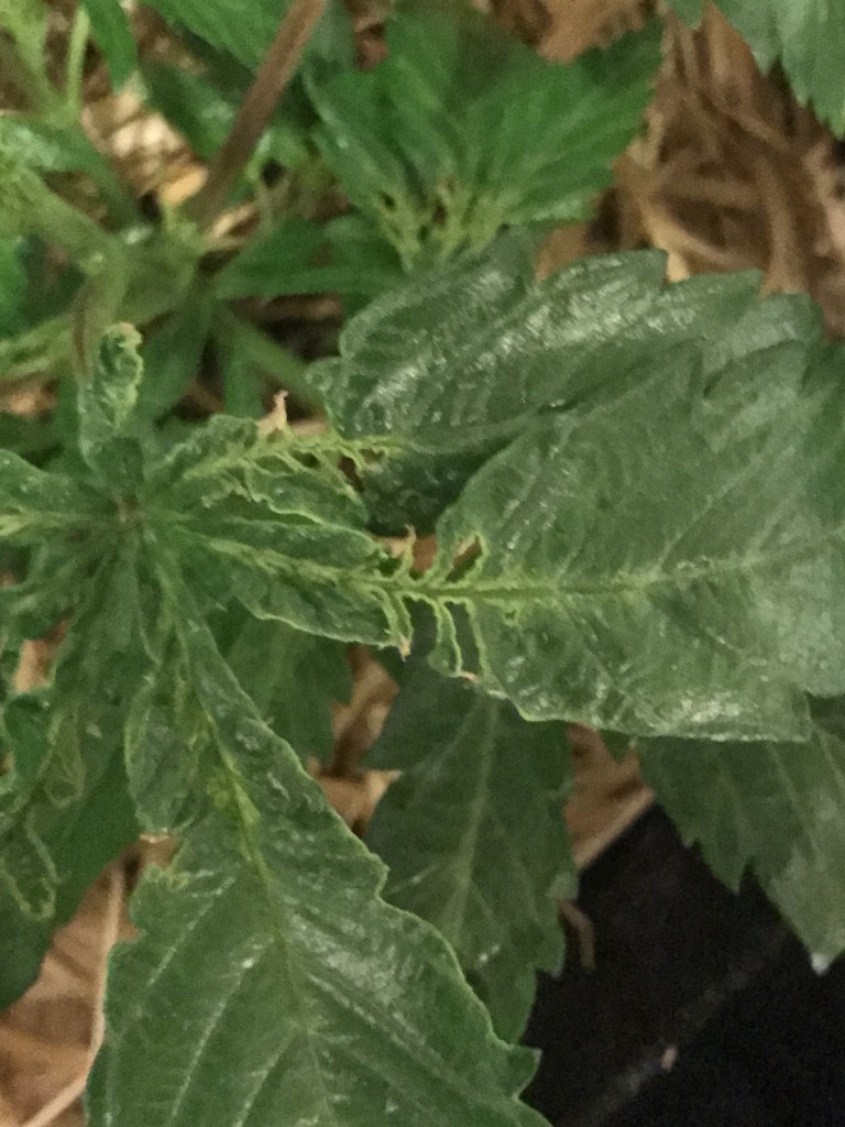 Mutated/ brown / torn leaves