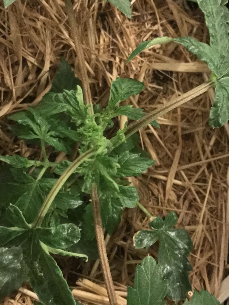 Mutated/ brown / torn leaves