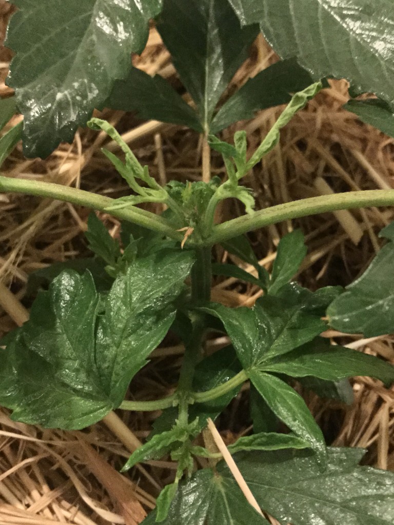 Mutated/ brown / torn leaves