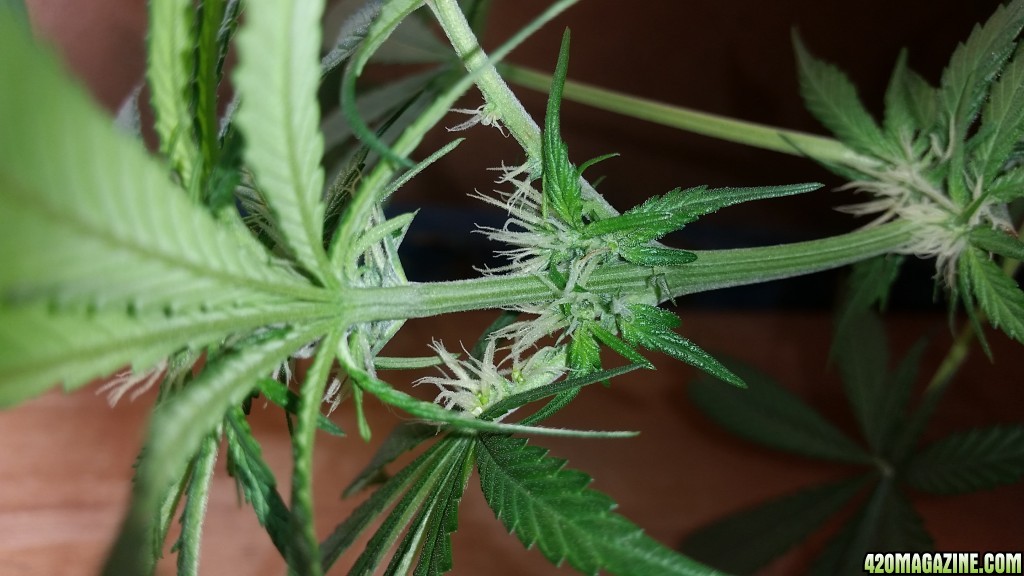 Mutation Indica