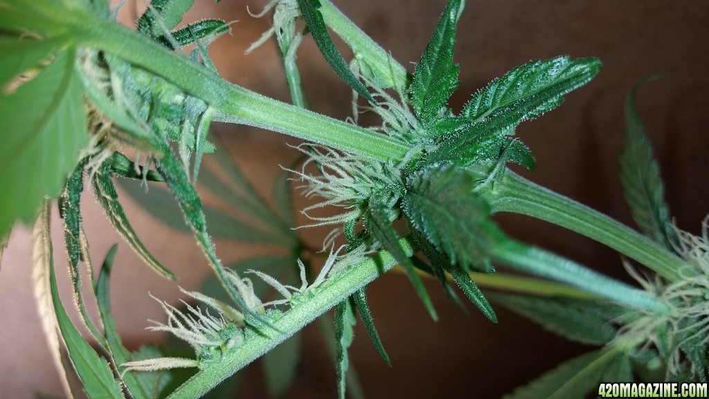 Mutation Indica