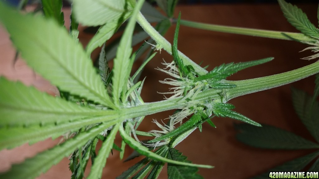 Mutation?