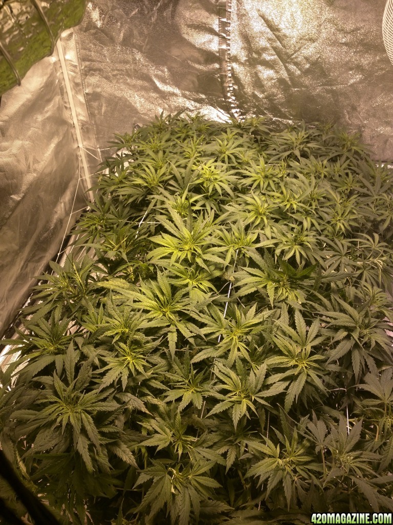 my 1st attempt at scrogging