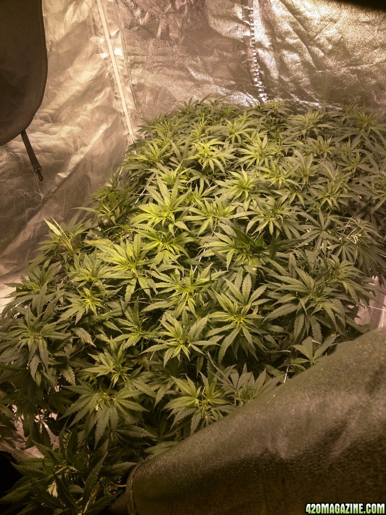 my 1st attempt at scrogging