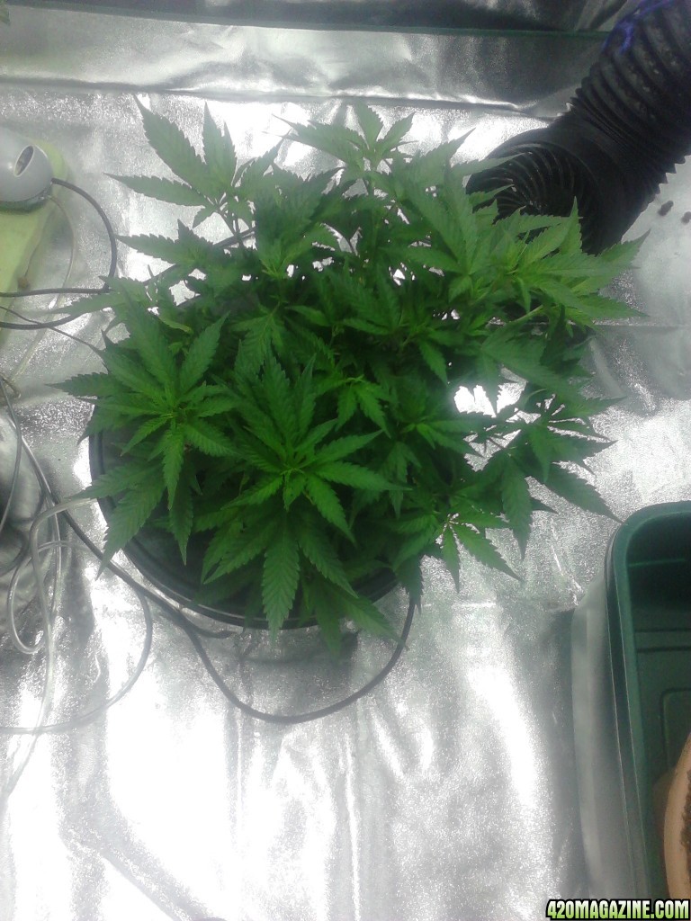 My 1st girl