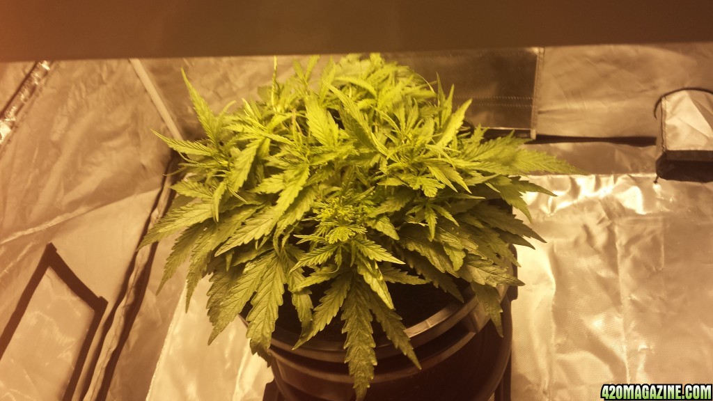 my 1st grow 3 weeks 4 days into veg