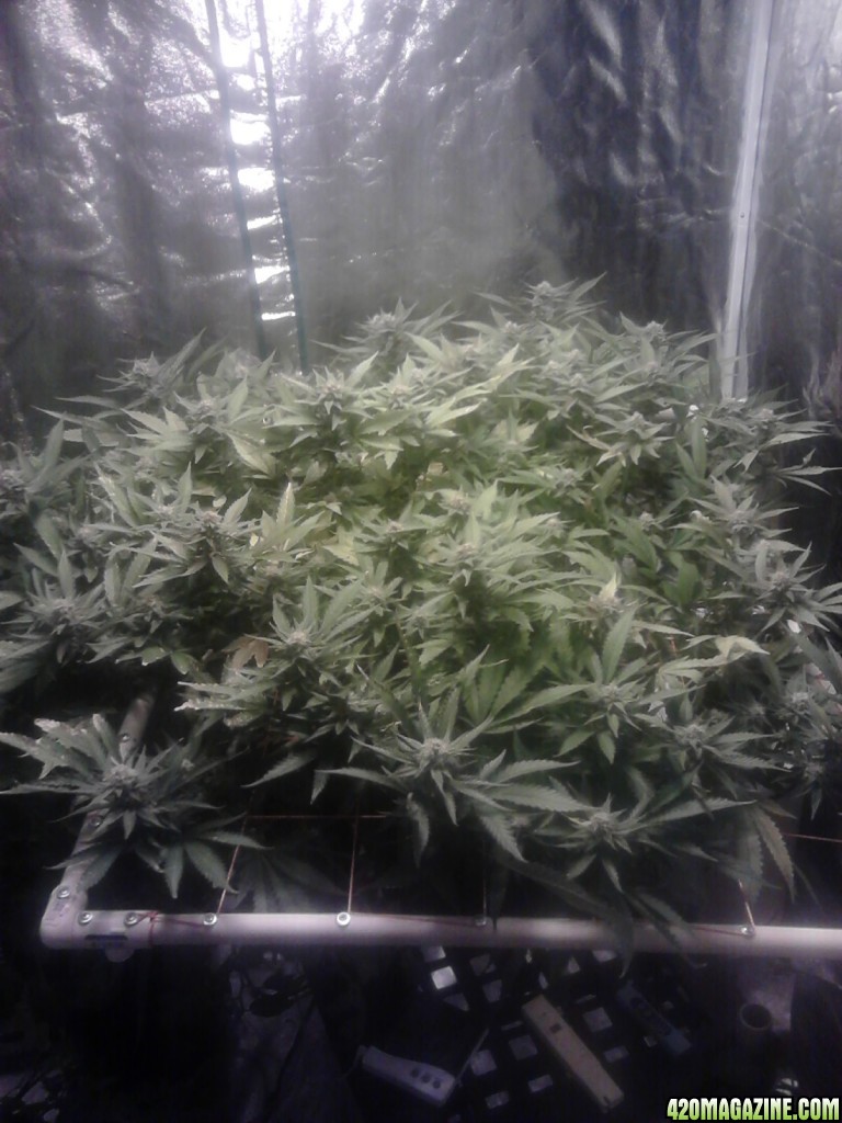 My 1st grow week 7 flower