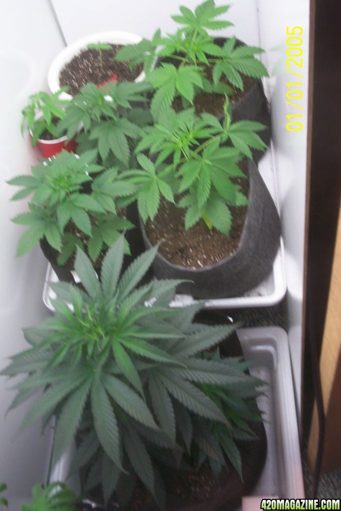 My 1st grow