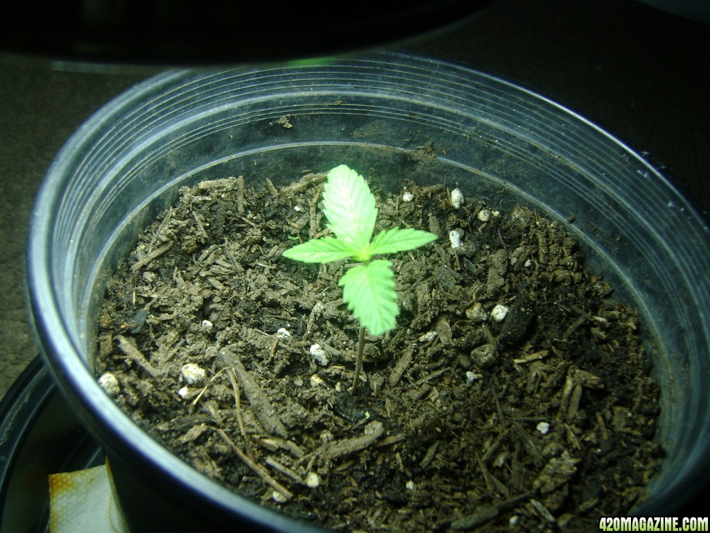 My 1st plant