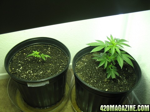 my 2 girls    og kush (left)  skywalker (right)