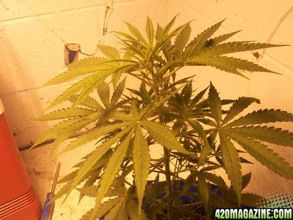 my 3 grow