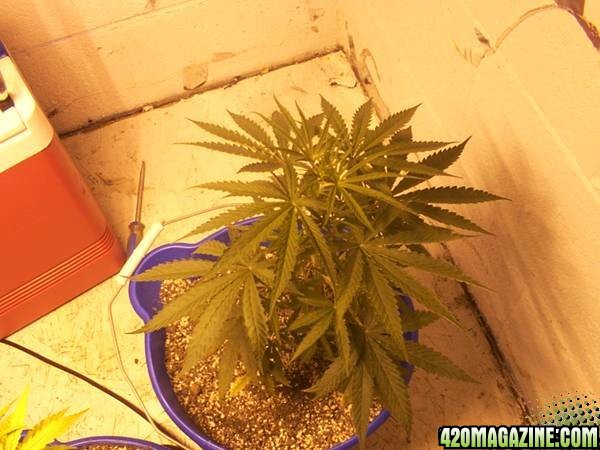 my 3 grow