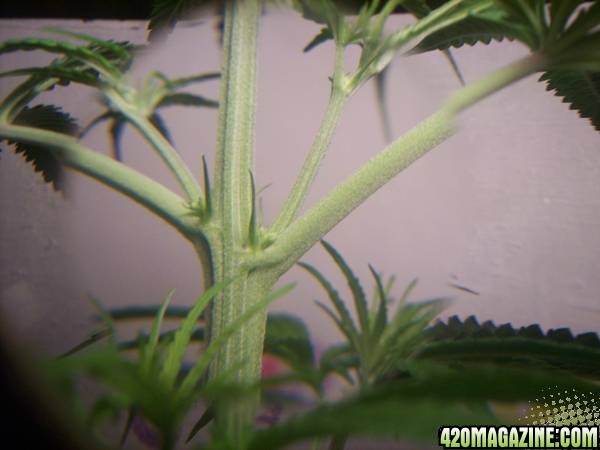 my 3 grow