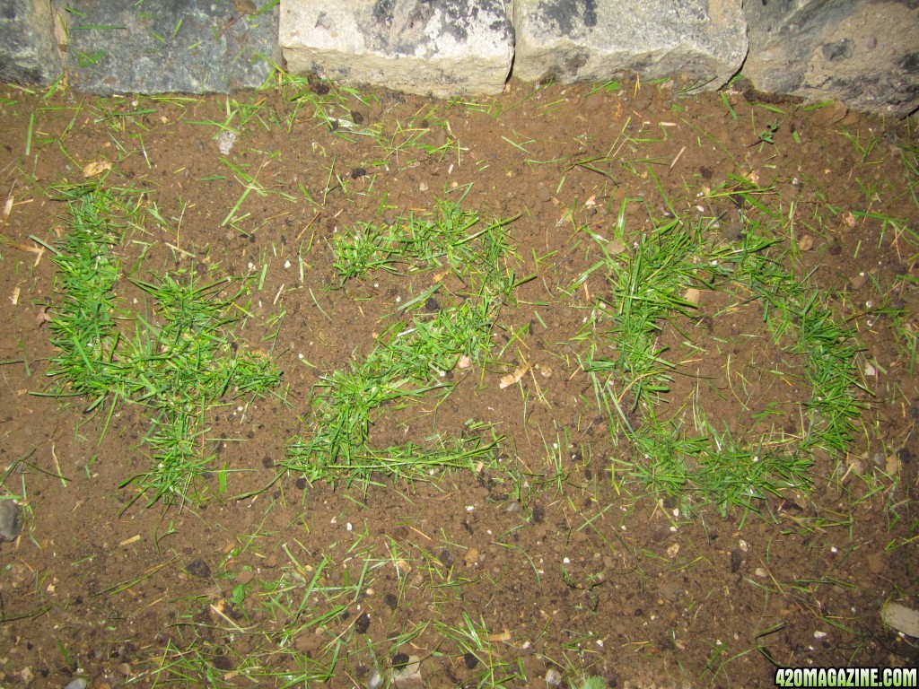 My 420 ''grass'' garden